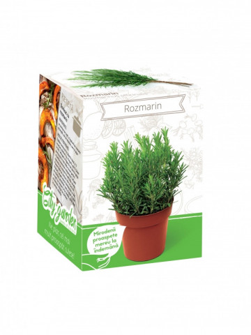 Rozmarin - Kit plante aromatice