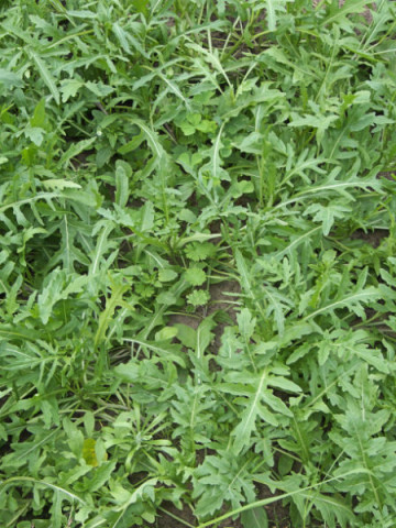 Rucola (2500 seminte) Rucola planta aromatica de la Horti Tops