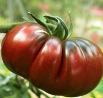 Russian Black (60 seminte) seminte tomate negre cu pulpa groasa, gust placut, Agrosem