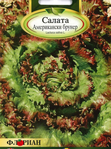 Salata BRAUNER AMERICAN - 2 gr - Seminte de Salata Soi timpuriu Florian Bulgaria