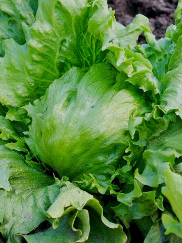 Salata Great Lakes (1500 seminte) salata iceberg capatana mare, crocanta, Agrosem