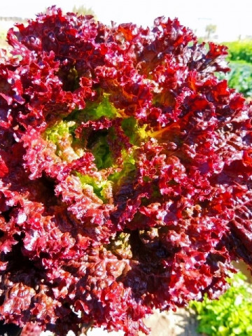 Salata Lollo Rossa (1200 seminte) salata creata rosie soi timpuriu, Agrosem