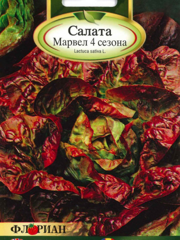 Salata MARVEL 4 - 2 gr - Seminte de Salata Soi timpuriu de salata lunecoasa Florian Bulgaria