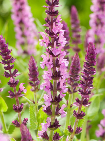 Salvia nemorosa Bright Rose Compact (in ghiveci de 1 L), rasad de salvie cu flori extrem de atractive, de culoare roz luminos