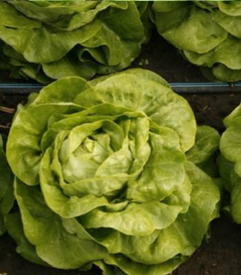 Sandalina - 1000 sem - Seminte drajate de salata ce se preteaza in special cultivarii in camp deschis si produce o capatana mare fara sa emita tija florala de culoare verde deschis de la Rijk Zwaan