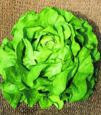 Sandrine - 10 grame - Seminte de salata ce prezinta capatani foarte mari de culoare verde deschis si se preteaza productiilor de toamna si primavara de la Clause