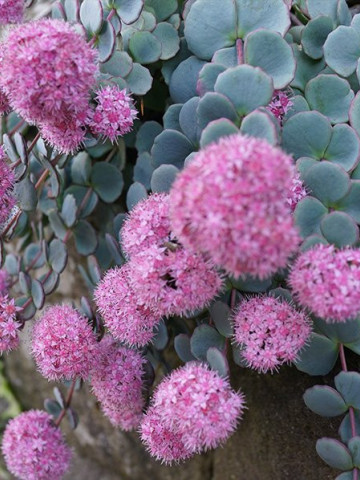 Sedum sieboldii Bright Pink (ghiveci 1 L), planta suculenta vesnic verde, frunze verzi, flori stelate roz, iarba grasa