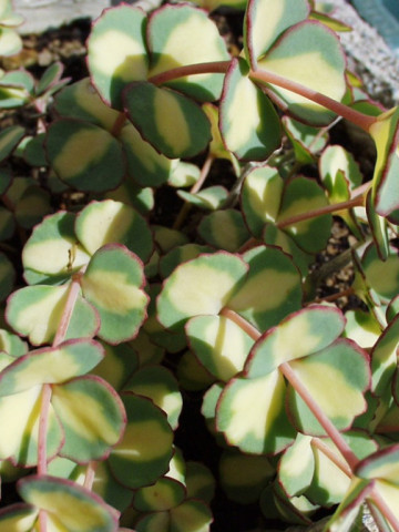 Sedum sieboldii Mediovariegatum (ghiveci 1 L), rasad planta suculenta vesnic verde, frunze verzi-albastrui cu galben, flori roz