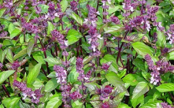 Seminte busuioc scortisoara (0.5 gr), Seminte Plante Medicinale Busuioc Scortisoara, Florian