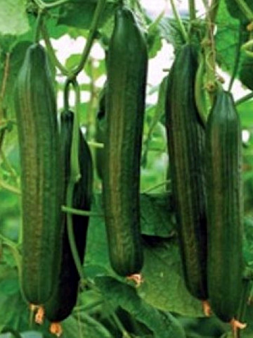Seminte castraveti Ceres F1 (500 seminte), productii mari, De Ruiter Seeds