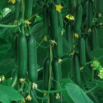 Seminte castraveti Tornac F1 (100 seminte), semilungi, De Ruiter Seeds