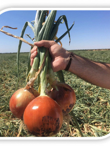 Seminte ceapa Rambissimo F1 (AX-Y 1160 F1) (10.000 seminte), ceapa galbena, agro TIP