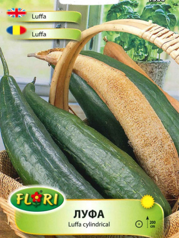 Seminte de Luffa Cylindrical planta din familia castravetelu Luffa, de la Florian