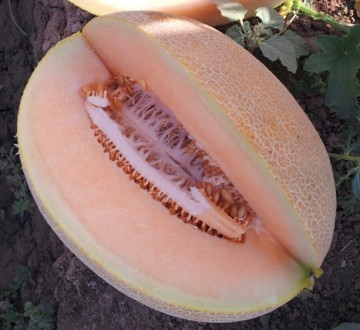 Seminte pepene galben Lilian F1 (100 seminte), tip Ananas, agroTIP