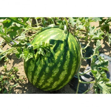 Seminte pepene verde Super Crimson Sweet OP (100 gr), tip Crimson, agroTIP