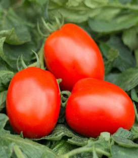 Seminte rosii Mountain Lion F1 (100 seminte), semideterminate, Top Harvest