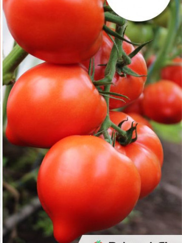 Seminte rosii Pekonet F1 (500 seminte), extratimpurii semidetermante, Syngenta