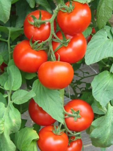 Seminte rosii Venezia F1 (500 seminte), nedeterminate, Seminis