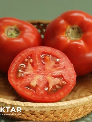 Seminte tomate Oltena F1 AS5 311 F1 (100 seminte), timpurii semideterminate, Hektar