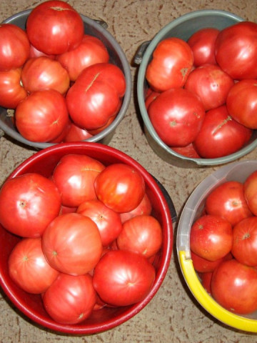 Seminte tomate Roz de Haskovo (Haskovski), 0.2 gr, soi roze nedeterminat fructe mari, gust excelent