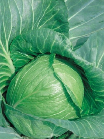 Seminte varza Champ F1 (1000 seminte), timpurie, Seminis
