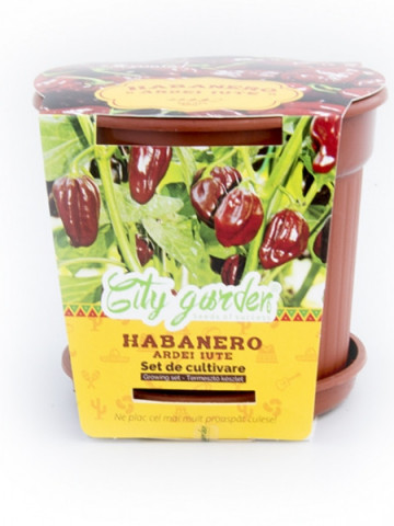 Set de cultivare - Ardei iute Mexican Habanero Chocolate, Colectia City Garden