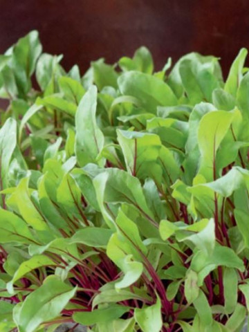 Sfecla Detroit 2 (500 seminte), de salata baby leaf cu frunze mici pentru salata, Agrosel