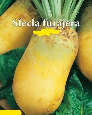 Sfecla Furajera Cilindrica Galbena- 25 gr - Seminte de Sfecla de Zahar Opal Bulgaria