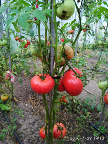 Siberian Giant (30 seminte) rosii gigant culoare rosu-zmeuriu, de clima rece, soi heirloom, Rusia