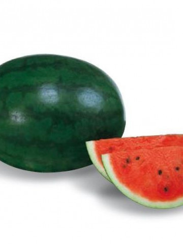 Sugar Delicata F1 (500 seminte) de pepene verde tip Sugar Baby ce ofera randament ridicat rezistenta la transport si depozitare cu textura ferma si crocanta, Sakata