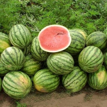 Sultan F1 - 1000 sem - Seminte de pepene verde cu productie buna si gust deosebit de la ZKI