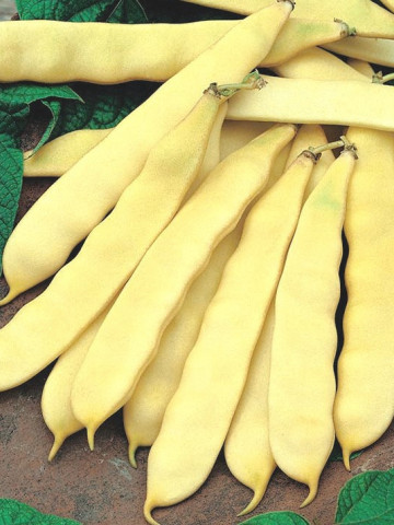 Supernano Giallo (10 gr) seminte fasole pitica galbena, bob negru, pastaie lata fara ate, Agrosem