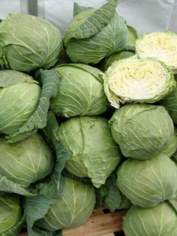 Tacoma F1 (10.000 seminte) varza alba cu capatana rotund-aplatizata de culoare verde intens avand o greutate cuprinsa intre 1.3-2.5 kg si cu mare rezistenta la crapare lipsita de arome extreme si un gust placut dulceag, Rijk Zwaan