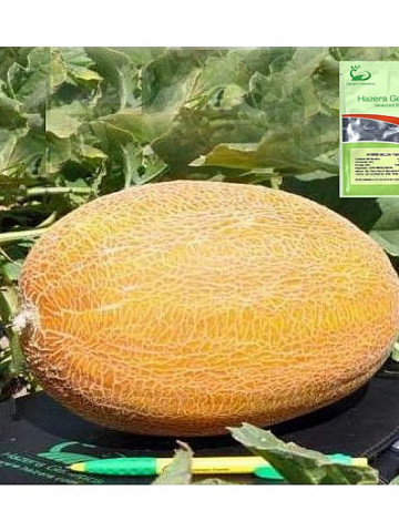 Tagus F1 (500 seminte) de pepene galben extratimpuriu tip ananas, Hazera