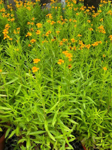 Tarhon (0.1 gr) seminte de planta aromatica, Agrosem