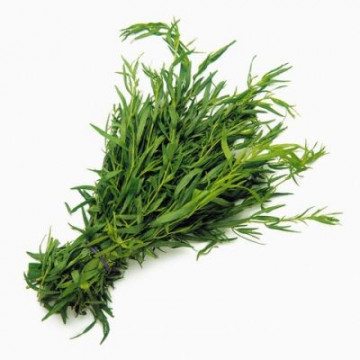 Tarhon - 0.2 gr - Seminte de Tarhon Planta Aromatica Perena de la Florian