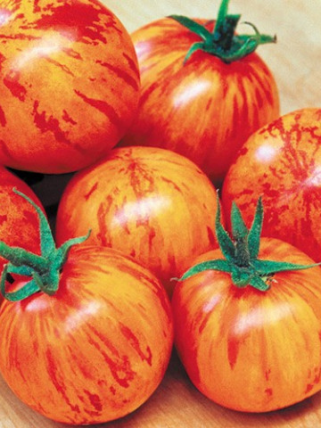 Tigerella (100 seminte) tomate de culoare rosu intens cu dungi portocalii, gust placut, Agrosem