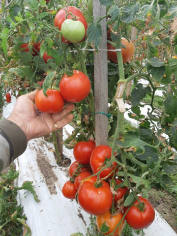 Tomate Mariuca - 5 gr - Seminte de rosii romanesti cu crestere determinat de la SCDL Buzau