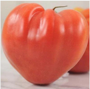 Tomate roz Herodes (100 seminte) rosii in forma de inima, ChemyFarm