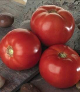 Tomatina F1 (500 seminte) de rosii cu fructe de marimi mari aproximativ 300-350 gr ce se preteaza excelent cultivarii in camp deschis cu maturitate extratimpurie, Sakata