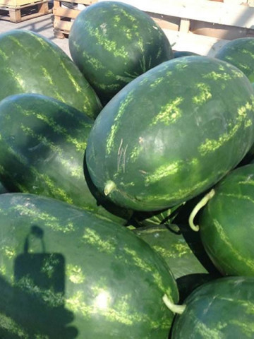 Torpila (500 seminte) de pepene verde oval semitimpuriu rezistenta mare 8-10 kg, Nunhems