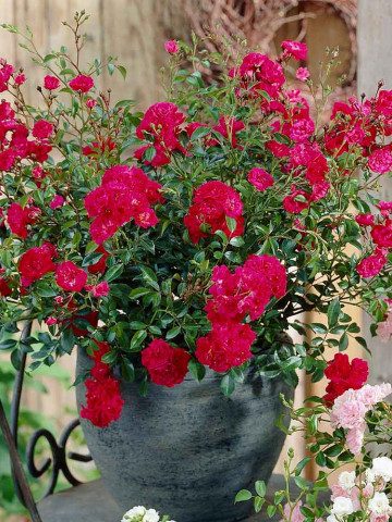 Trandafir pitic Red (1 butas), trandafir pitic cu flori rosii, butasi de trandafiri