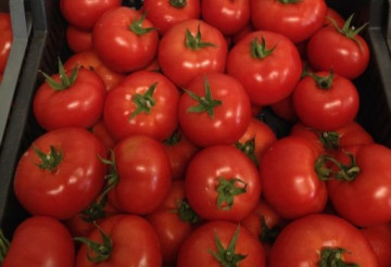 Vasanta F1 (1000 seminte) tomate ce se remarca prin productivitate foarte ridicata si prin vigurozitate producand pana la 40-50 fructe/planta, Rijk Zwaan