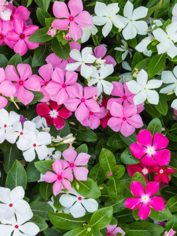 Vinca Mix (90 seminte) de vinca planta anuala cu flori colorate Brebenoc de Madagascar, Catharanthus roseus, Opal