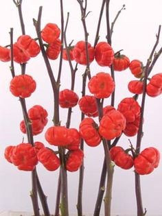 Vinete Decorative - 15 sem - Seminte de Vinete Decorative Planta Anuala
