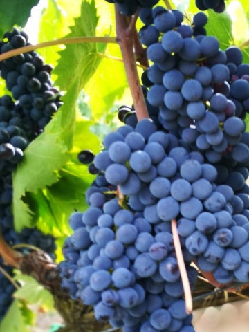 Vita de vie Cadarca, butas de vita de vie soi romanesc, ideal pentru vinuri rosii de calitate superioara, Yurta