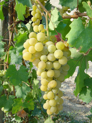 Vita de vie Favorit, butas de vita de vie nealtoita, cu boabe mari, crocante, aromate, cu coaja subtire, Yurta