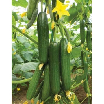 Y - 225 F1 (1000 seminte) de castraveti de o calitate foarte buna 17-19 cm cu perioada de plantare primavara si toamna in sere si solarii, Yuksel