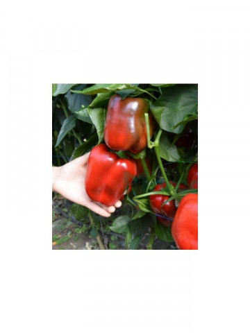 Yecla F1 - 500 sem - Seminte de ardeigras timpuriu verde/rosu la maturitate fruct mare 170-200 gr solar de la Syngenta