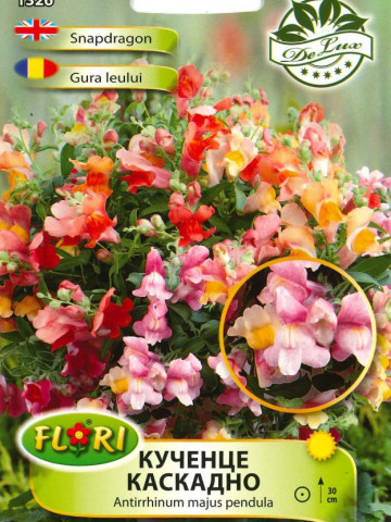 Gura leului curgatoare PENDULA - Seminte Flori Curgatoare Gura Leului Pendula de la Florian
